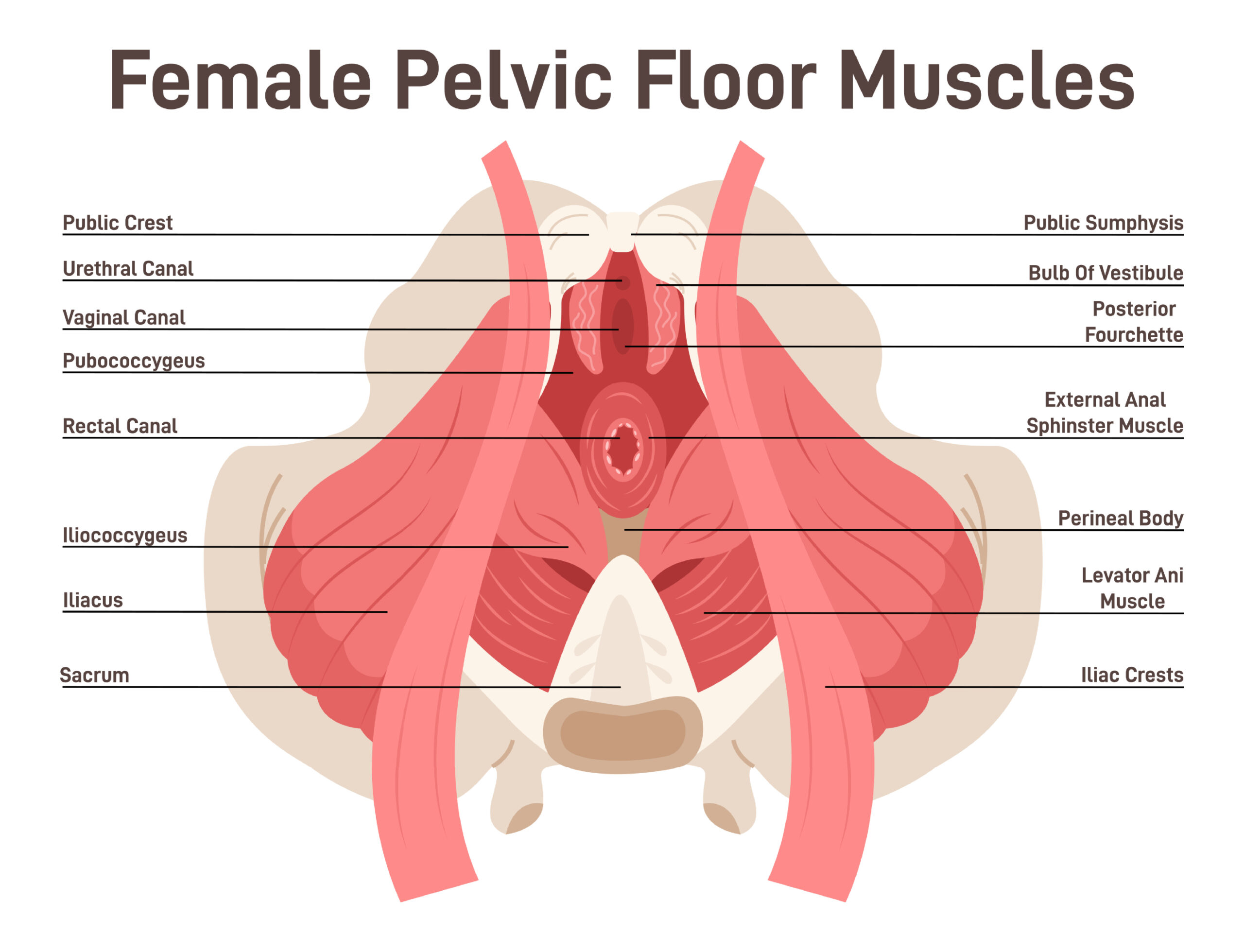 Image depicts Healthy Pelvic Floor Anatomy Illustration
