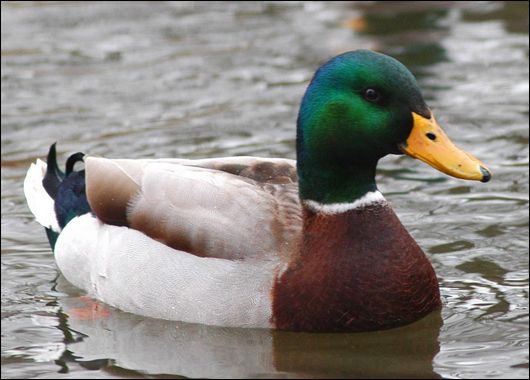 Mallard Duck ~ Squat Pose waddling like a duck, with arms bent like its wings