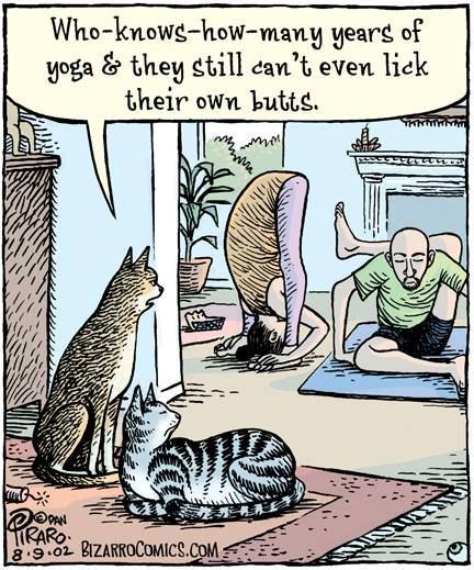 Cats & Yoga. Couldn't resist. )))