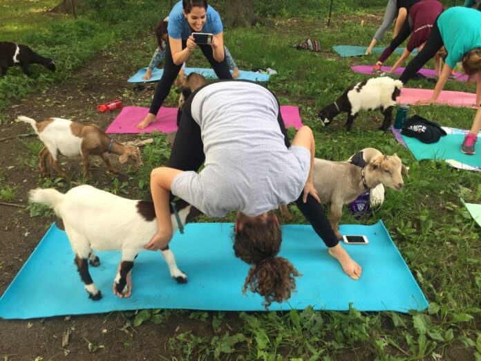 Is goat yoga painful?