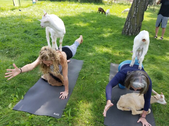 What should I wear to goat yoga?
