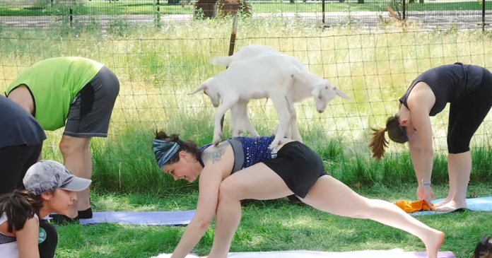 What is the value of goat yoga?
