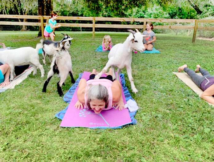 What is the value of goat yoga?