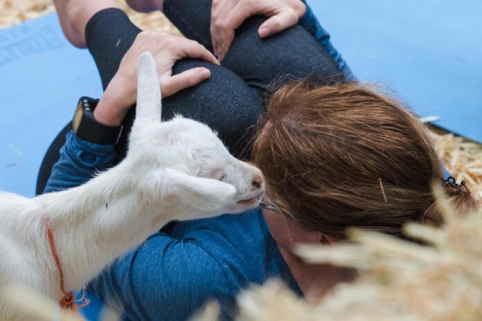 What happens to the goats after goat yoga?