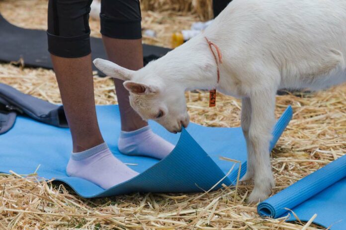 What happens to the goats after goat yoga?