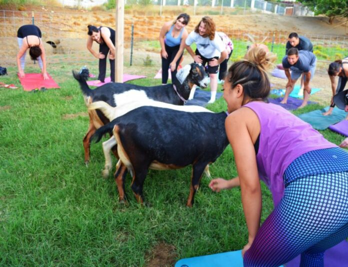 Is goat yoga painful?