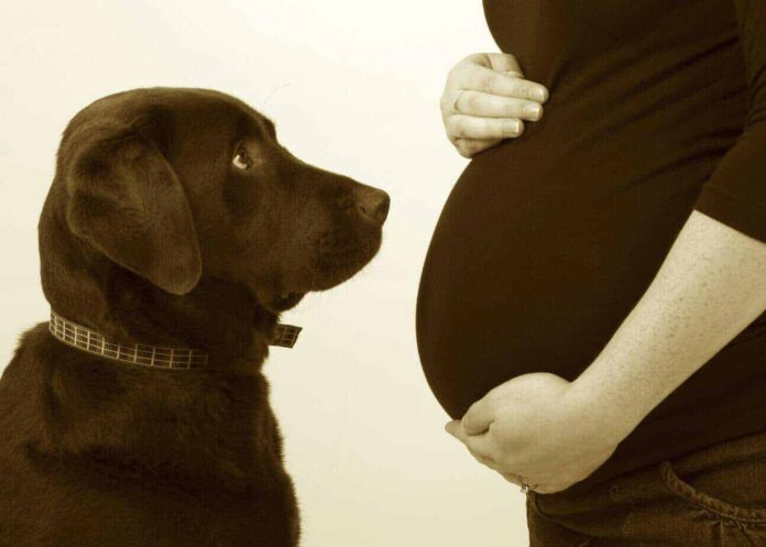 How early can a dog sense pregnancy?