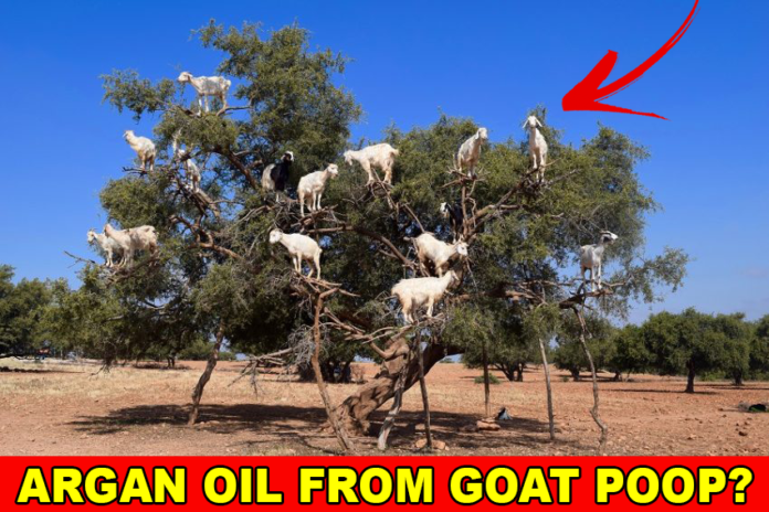 Why do goats climb argan trees?