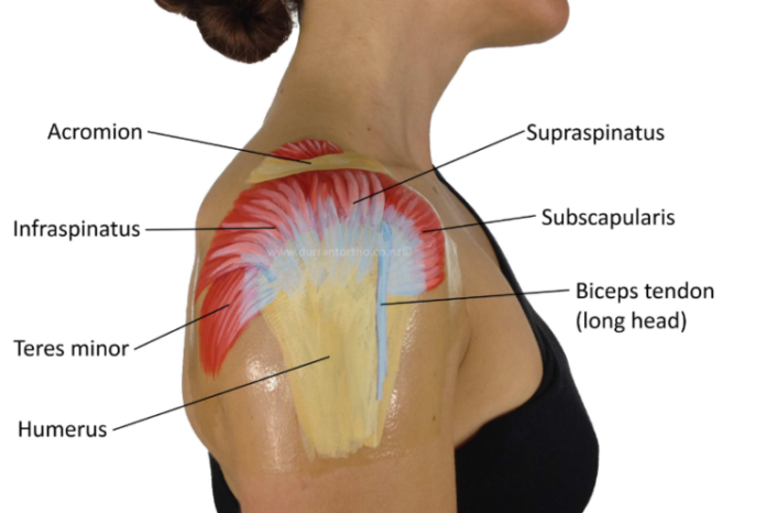 Can rotator cuff heal on its own?