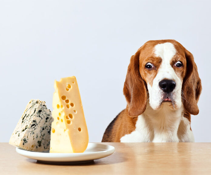 Why do dogs love cheese?