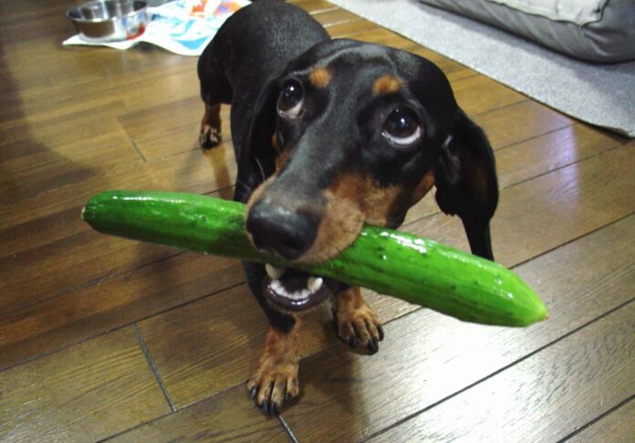 What vegetables are not good for dogs?