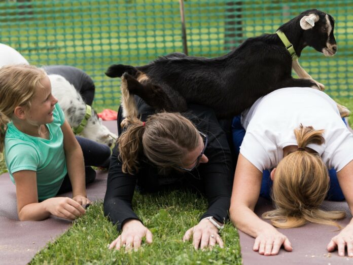 What is the deal with goat yoga?
