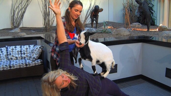 Do goats enjoy goat yoga?