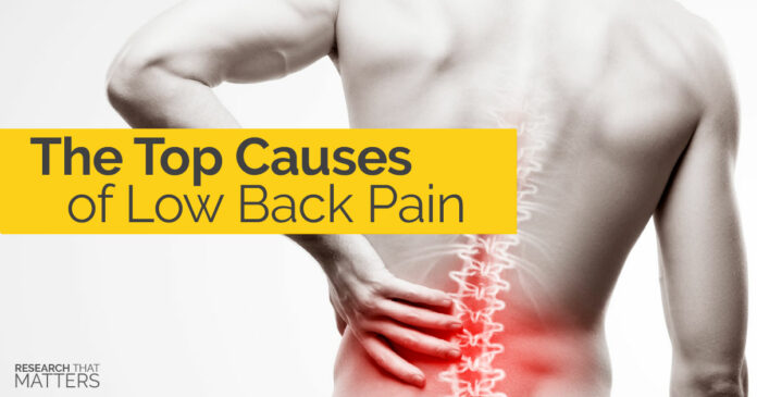 What organs can cause lower back pain?