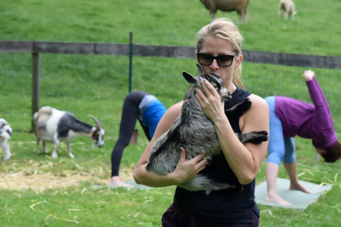 Do you wear shoes for goat yoga?