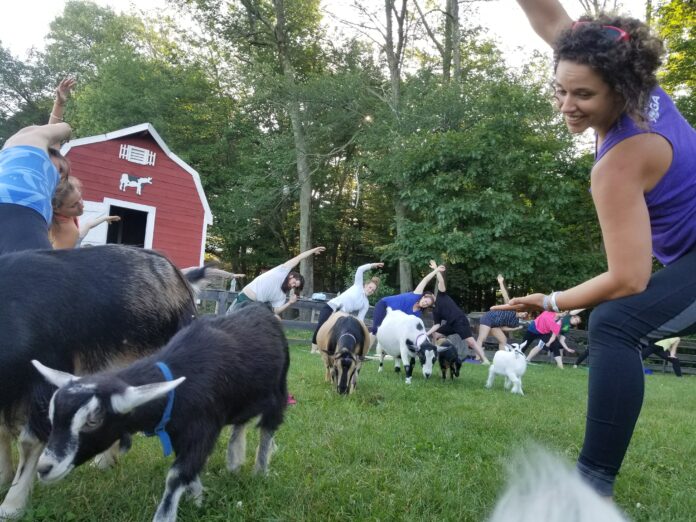 Do goats pee on you during goat yoga?