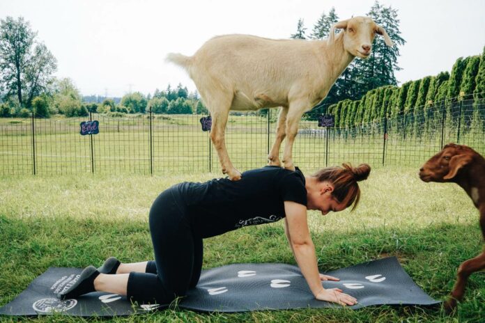 Is goat yoga unsanitary?