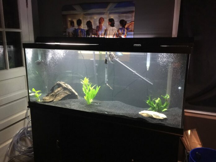 Is a 55 gallon aquarium good?